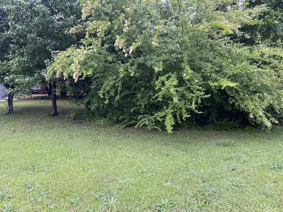 Freshly mowed green lawn with a tidy tree and shrub line