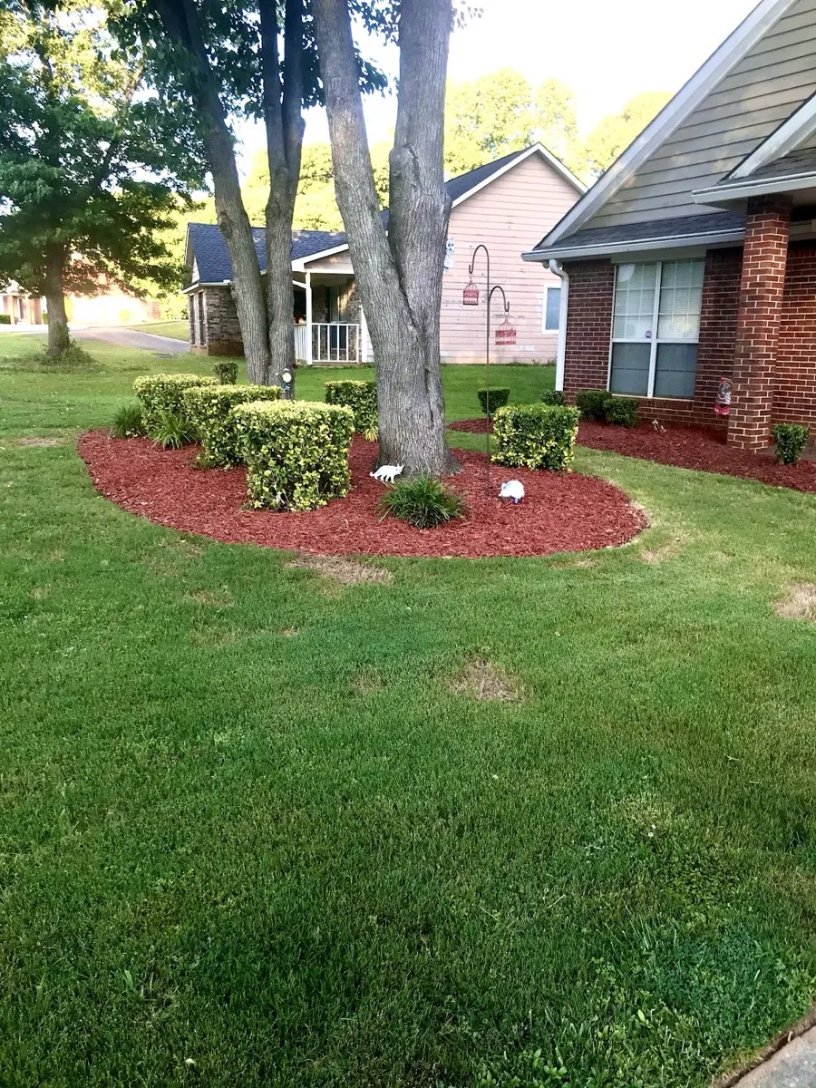 Fresh red-mulch flower bed with trimmed shrubs beside a green lawn