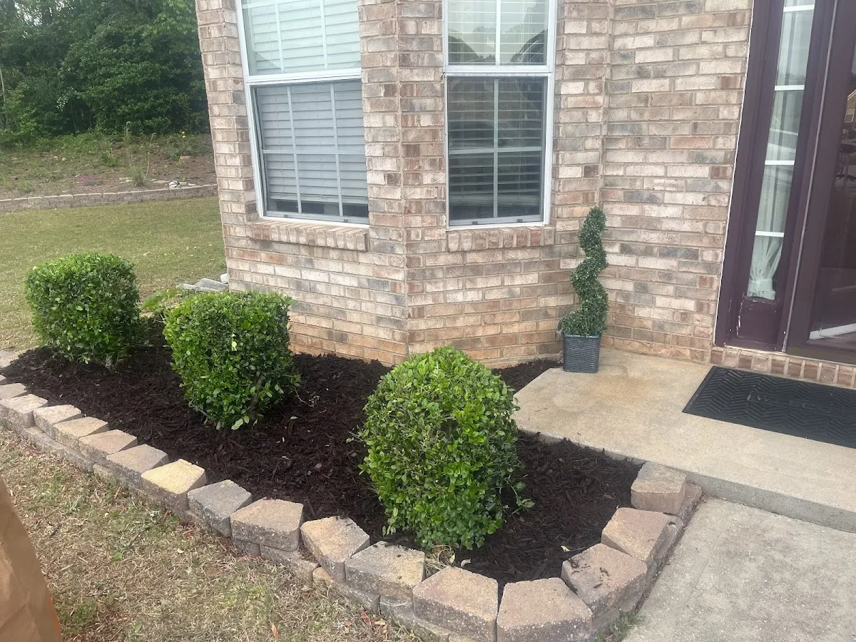 Trimmed boxwood shrubs in a clean dark-mulch bed against a brick home