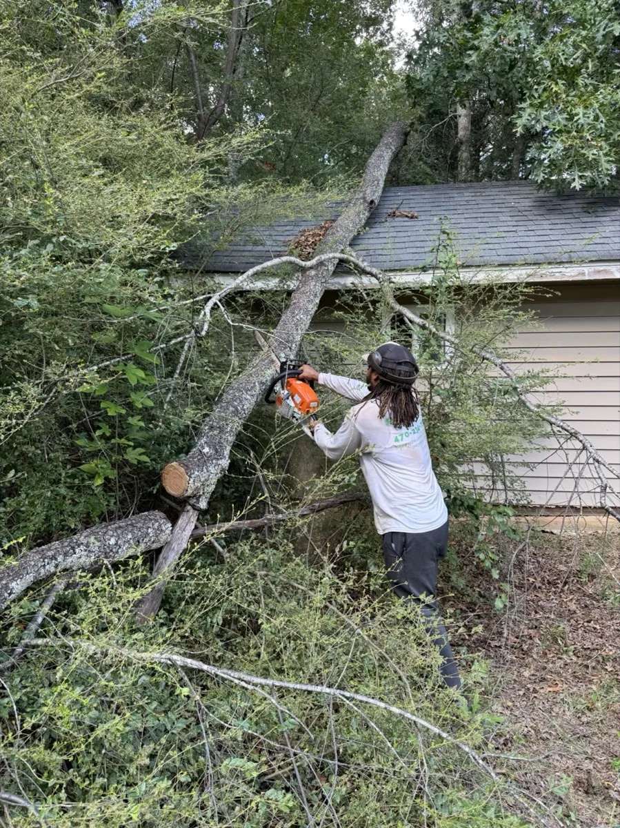Sam removing a fallen tree with a chainsaw, safe and professional